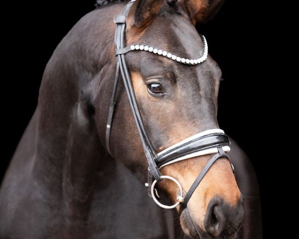 dressage horse Sir Nemo 3 (German Sport Horse, 2020, from Sir Donnerhall I)