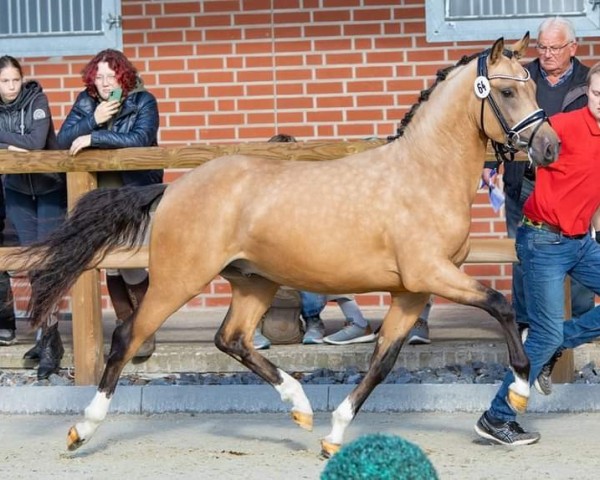 stallion Don Caramelli (German Riding Pony, 2020, from D-Gold AT NRW)