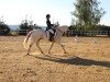 dressage horse Feivel (German Sport Horse, 2007, from Festival Westfalia)