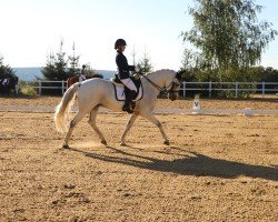 dressage horse Feivel (German Sport Horse, 2007, from Festival Westfalia)