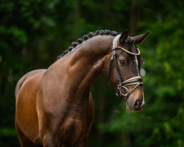 dressage horse Imperioso VEC (Hanoverian, 2020, from Imperio 3)