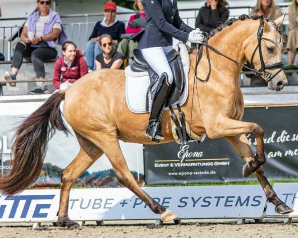 broodmare Dua Lipa VEC (German Riding Pony, 2020, from Dallmayr K)