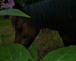 Zuchtstute Lisa (Welsh Pony (Sek.B), 2001, von Kelli)