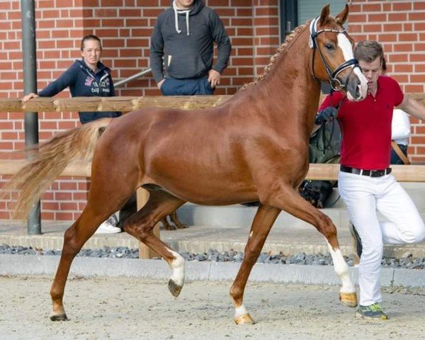 dressage horse Grenzenlos VEC (German Riding Pony, 2020, from Golden Grey NRW)