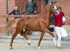 dressage horse Grenzenlos VEC (German Riding Pony, 2020, from Golden Grey NRW)