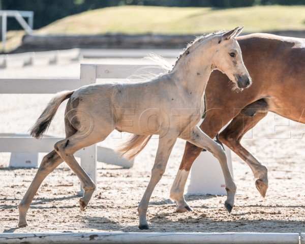 Fohlen von Novolino PP (Österreichisches Reitpony, 2024, von Anmari's Nottingham)