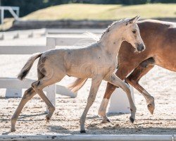 Fohlen Novolino PP (Österreichisches Reitpony, 2024, von Anmari's Nottingham)