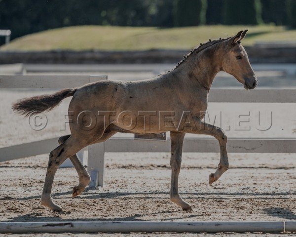 Fohlen von Noblesse PP (Österreichisches Reitpony, 2024, von Anmari's Nottingham)