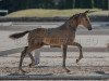 foal by Noblesse PP (Austrian Reitpony, 2024, from Anmari's Nottingham)