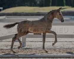 Fohlen Noblesse PP (Österreichisches Reitpony, 2024, von Anmari's Nottingham)