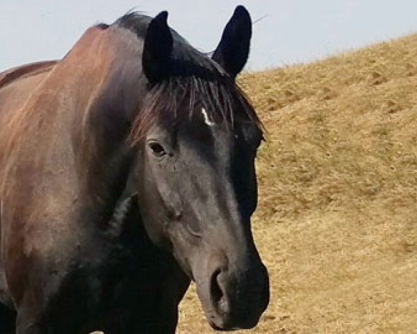 broodmare Dress to impress (Oldenburg, 2012, from Diamond Hit)