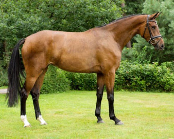 broodmare Doppeltes Glück VEC (Oldenburg, 2012, from Don Romantic)