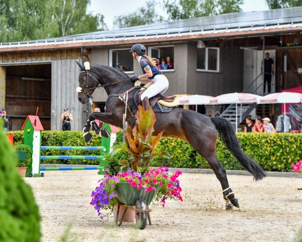 jumper Cheer Vom Rugen CH (Swiss Warmblood, 2016, from Colani Von Worrenberg CH)