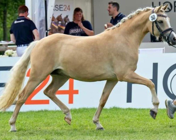 broodmare Glitzerwelt WE (German Riding Pony, 2020, from Global Champion WE)