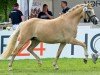 Zuchtstute Glitzerwelt WE (Deutsches Reitpony, 2020, von Global Champion WE)