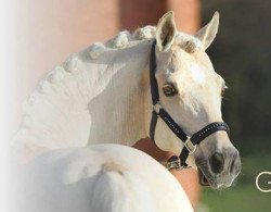 stallion HET Golden Dream (German Riding Pony, 2001, from Donnerblitz)