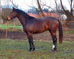 jumper Tendyny (Hanoverian, 2006, from Toronto)