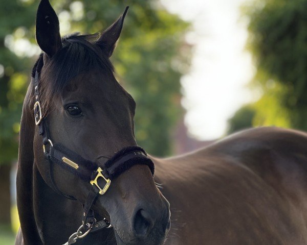 horse She‘s Good xx (Thoroughbred, 2018, from Masterofthehorse xx)