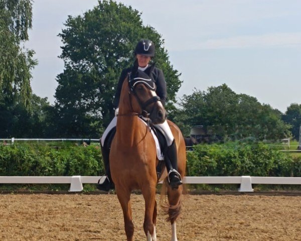 dressage horse Quaters Angel (unknown, 2017, from Quaterback's Quality)