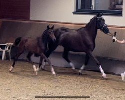 foal by Don Diego de la Vega (German Sport Horse, 2024, from Zoom)