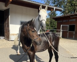 broodmare Bella Batavia (German Sport Horse,  , from Coeur de Bella Donna)