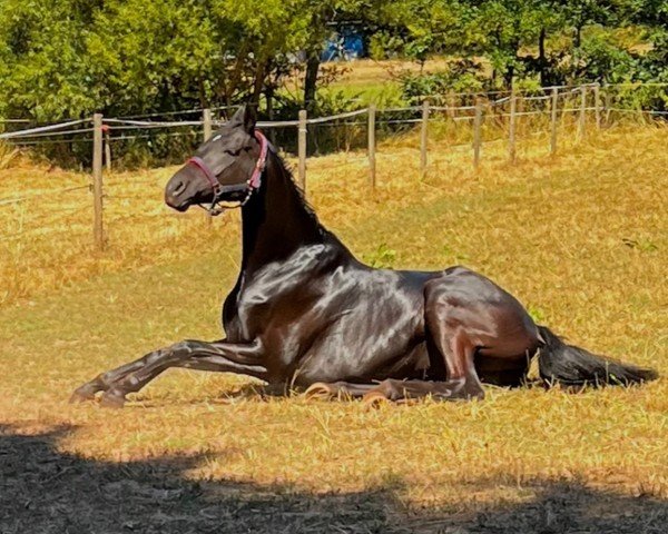 dressage horse Wyanet R (Oldenburg, 2018, from Finest)