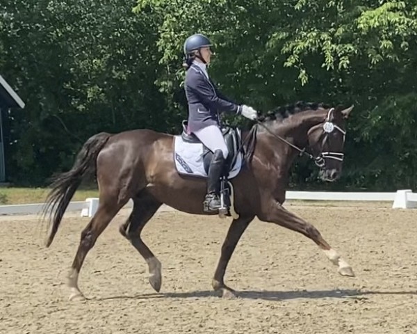 dressage horse Balenciaga 6 (Hanoverian, 2017, from Bon Coeur)