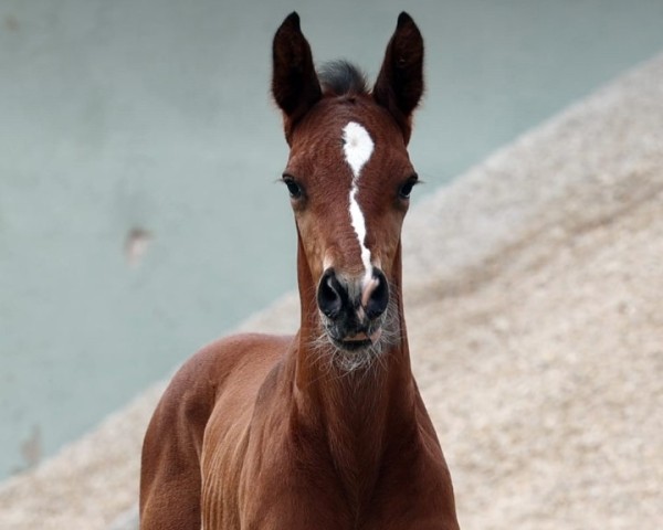 horse Esperanzo VEC (Hanoverian, 2023, from Esmeraldo FM)