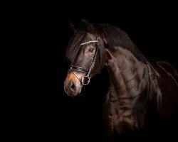 dressage horse Fontainbleau 4 (Hanoverian, 2011, from Fiorano)