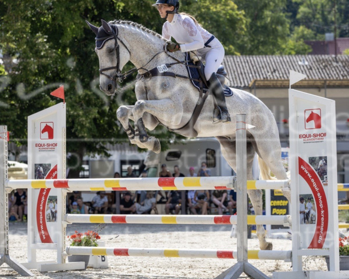 jumper Quintus 201 (Swedish Warmblood, 2011, from Quality Time)