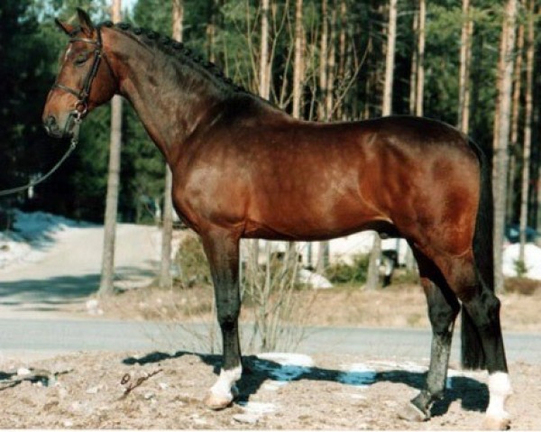 stallion Swift 85 FIN (Oldenburg, 1981, from Zeus)