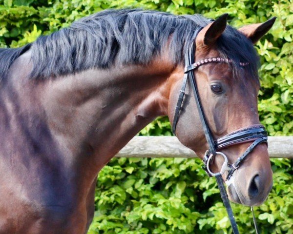 dressage horse Big Diamond VEC (Hanoverian, 2020, from Belissimo NRW)