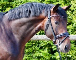 dressage horse Big Diamond VEC (Hanoverian, 2020, from Belissimo NRW)