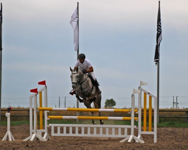 jumper Crumbl's Little Lady (German Sport Horse, 2016, from Crumble)