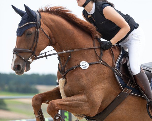 Springpferd Ballygriffin Harvey (Irish Sport Horse, 2010, von Newmarket Venture)