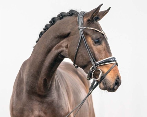 dressage horse Diamantenfieber VEC (Hanoverian, 2021, from Dimaggio Black)