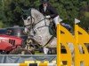 jumper Coralie 51 (Oldenburg show jumper, 2017, from Casiro I)