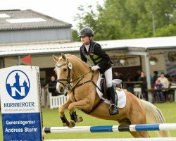 dressage horse Day Dream CR (German Riding Pony, 2007, from Don't Forget)