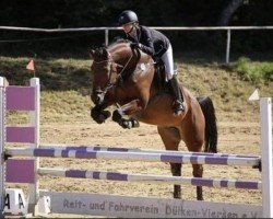 jumper Contepomme (Oldenburg show jumper, 2012, from Contendros 2)