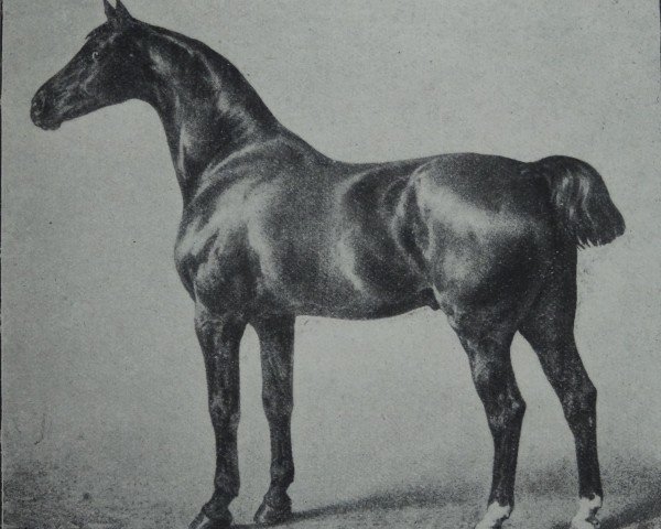 stallion Adjutant 1500 (Holsteiner, 1886, from Midas)