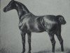 stallion Adjutant 1500 (Holsteiner, 1886, from Midas)