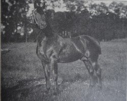 stallion Falb 1760 (Holsteiner, 1892, from Adjutant 1500)