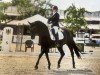 dressage horse Happy Sunshine 11 (Hanoverian, 2012, from Hochadel)