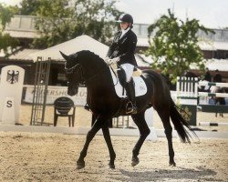 dressage horse Happy Sunshine 11 (Hanoverian, 2012, from Hochadel)