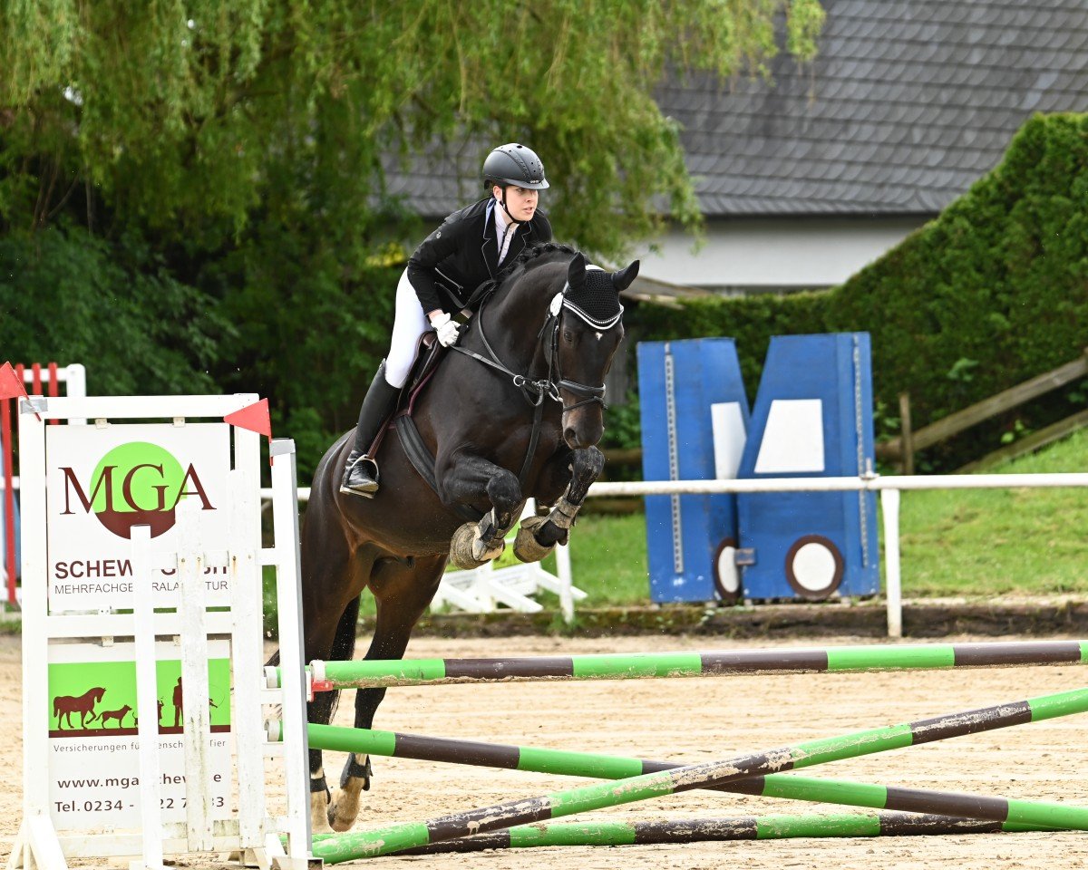 dressage horse Smaragd Fire (German Sport Horse, 2011, from Sir Lommel)