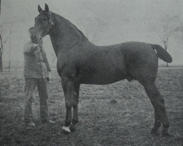 Deckhengst Rotbart 2114 (Holsteiner, 1902, von Falb 1760)