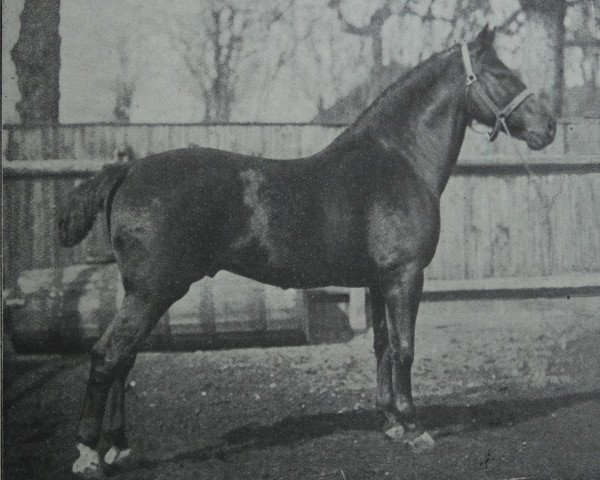 stallion Client 2368 (Holsteiner, 1911, from Rotbart 2114)