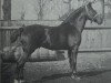 stallion Client 2368 (Holsteiner, 1911, from Rotbart 2114)