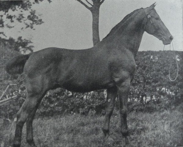 stallion Nansen (Holsteiner, 1899, from Falb 1760)