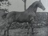 stallion Nansen (Holsteiner, 1899, from Falb 1760)